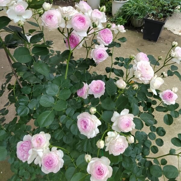Vesalius Rose Plant