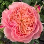 Victoria Classic Rose
