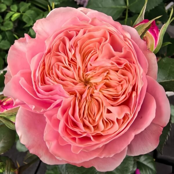 Victoria Classic Rose01 Victoria Classic Rose
