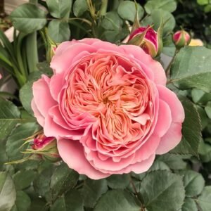 Victoria Classic Rose