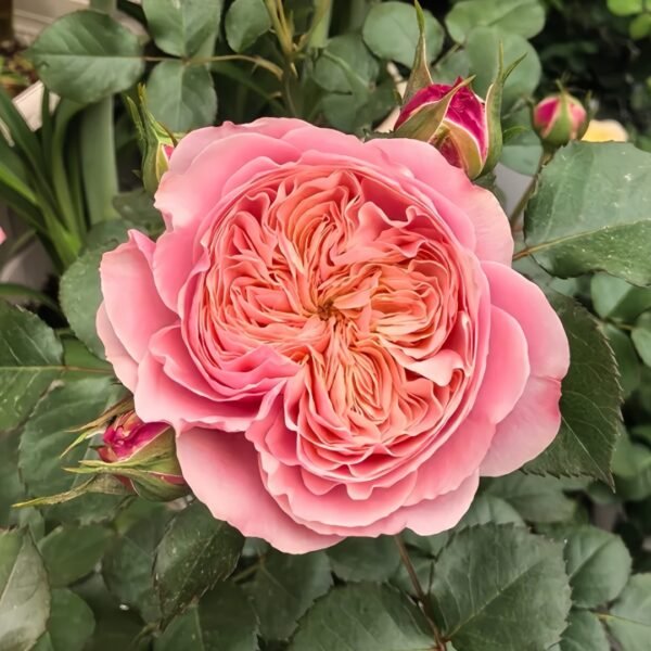 Victoria Classic Rose