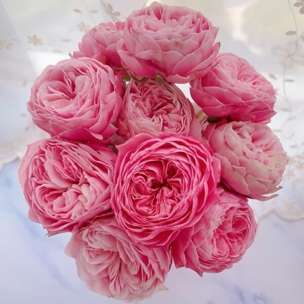 Victoria Classic Rose