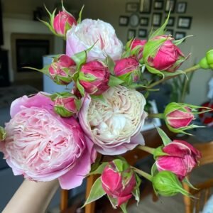 Victoria Classic Rose