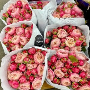 Victoria Classic Rose
