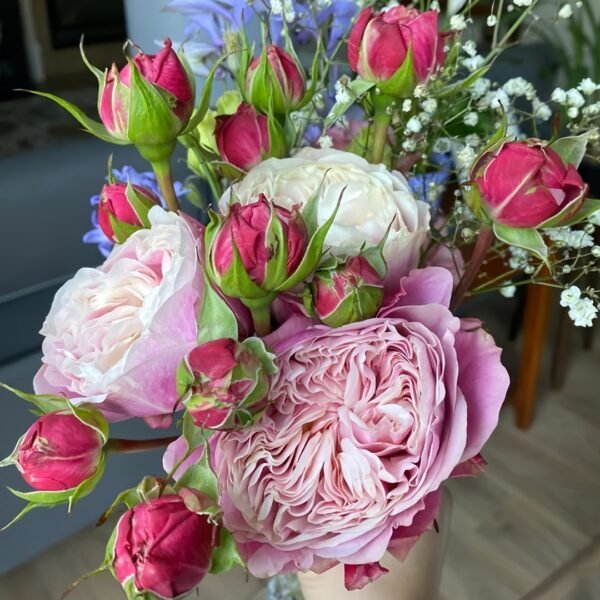 Victoria Classic Rose