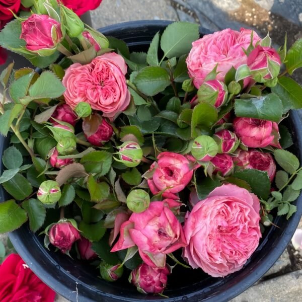 Victoria Classic Rose