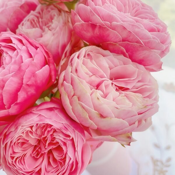 Victoria Classic Rose