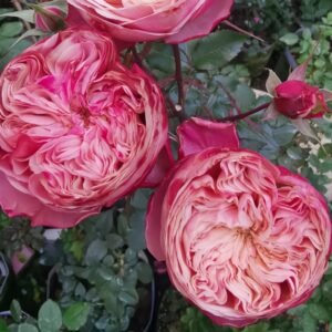Victoria Classic Rose