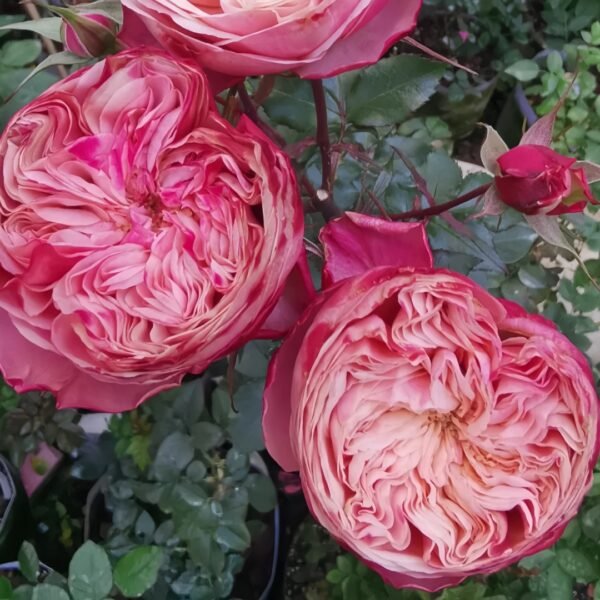 Victoria Classic Rose