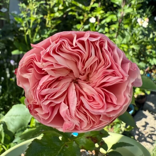 Victoria Classic Rose