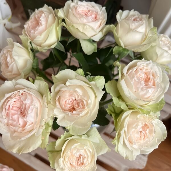 Victorian Bride Rose