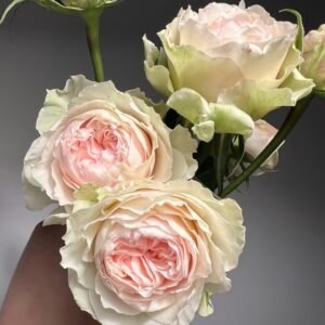 Victorian Bride Rose