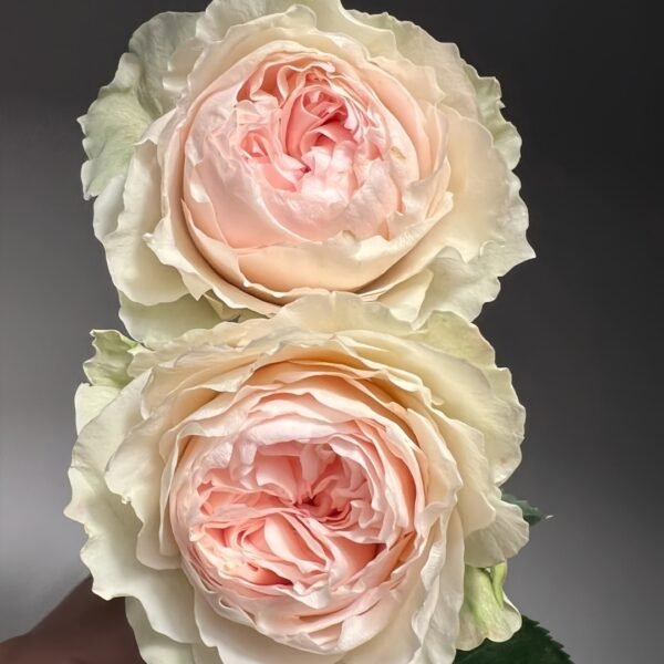 Victorian Bride Rose