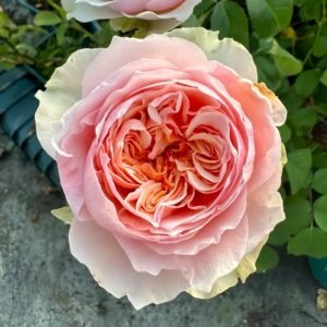 Victorian Bride Rose