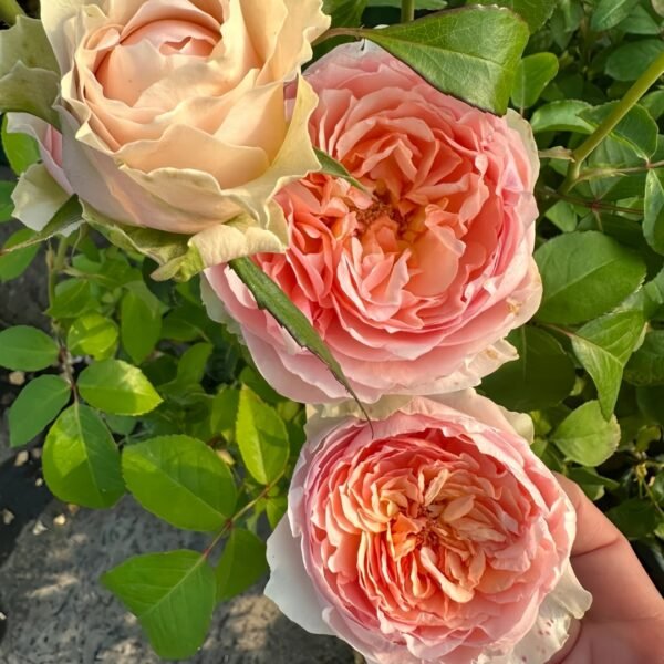 Victorian Bride Rose