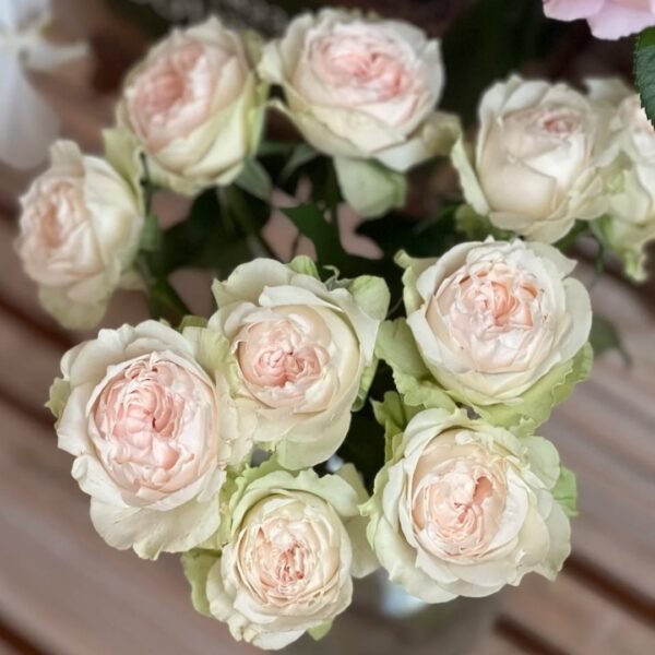 Victorian Bride Rose