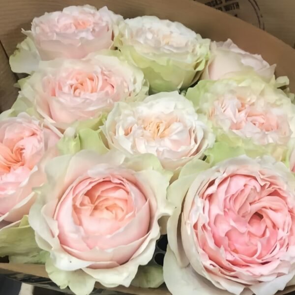 Victorian Bride Rose