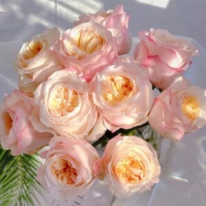 Victorian Peach Rose