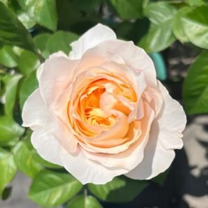 Victorian Peach Rose