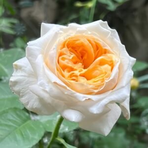 Victorian Peach Rose