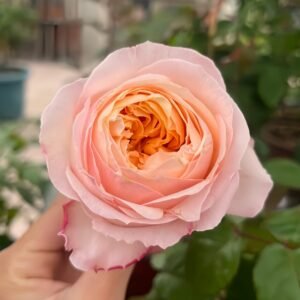 Victorian Peach Rose