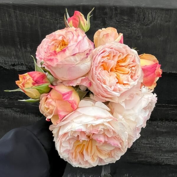 Victorian Peach Rose