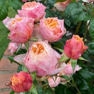 Vuvuzela Rose Plant|温柔珊瑚心 - 图片 10