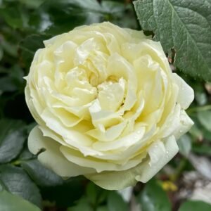 Wedding Piano Rose