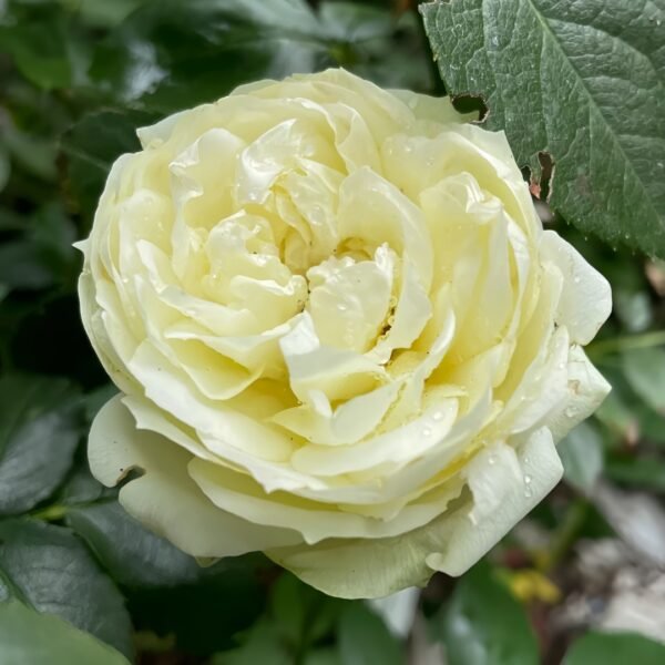 Wedding Piano Rose
