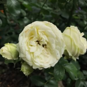 Wedding Piano Rose