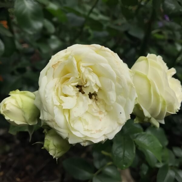 Wedding Piano Rose