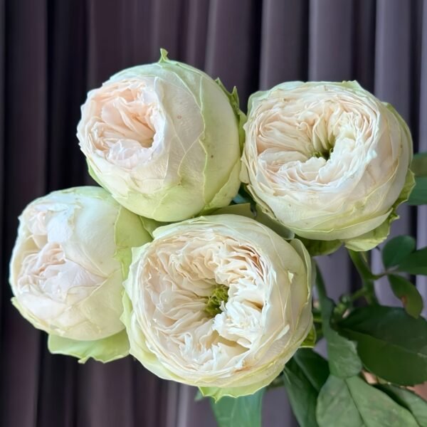 Whitby Abbey Rose