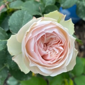 Whitby Abbey Rose