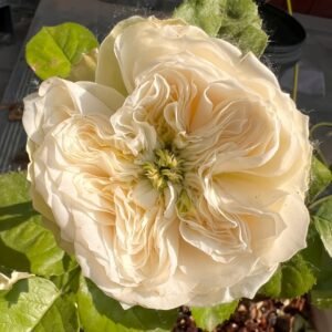 Whitby Abbey Rose
