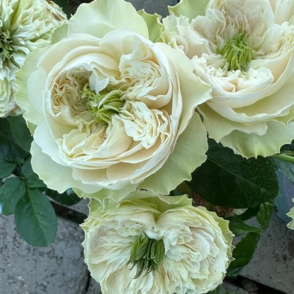 Whitby Abbey Rose