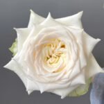 White Candlelight Rose