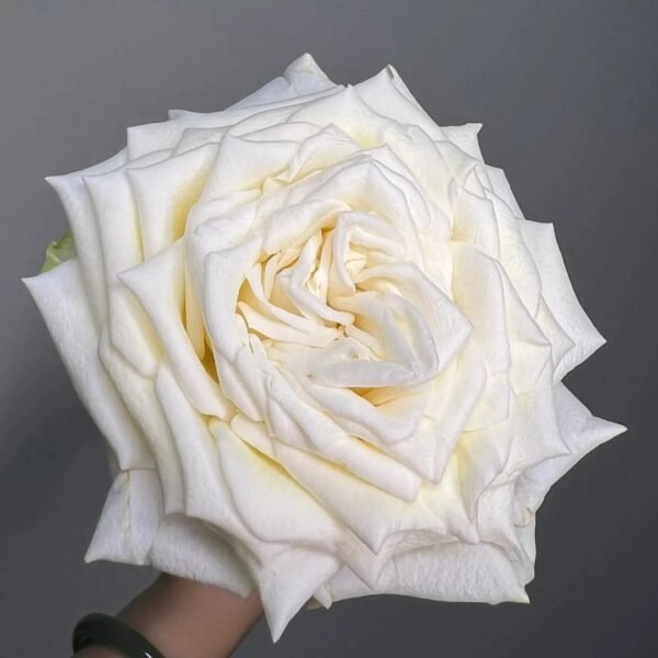 White Candlelight Rose