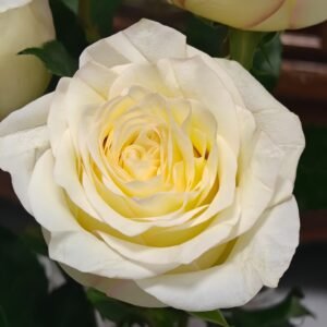 White Candlelight Rose