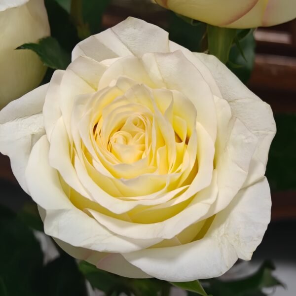 White Candlelight Rose