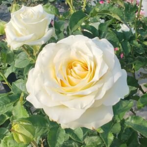 White Candlelight Rose