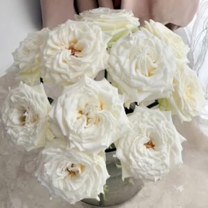 White Candlelight Rose