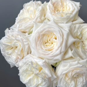White Candlelight Rose