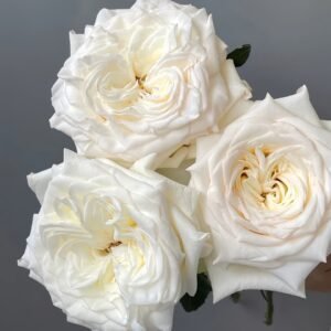 White Candlelight Rose