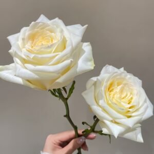 White Candlelight Rose