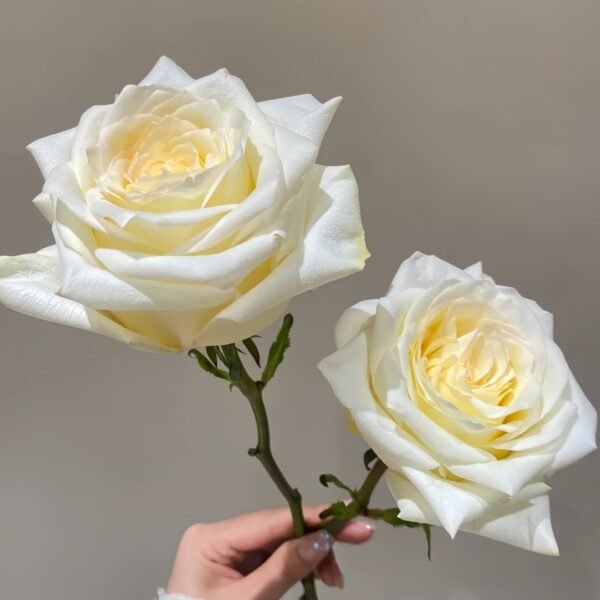 White Candlelight Rose