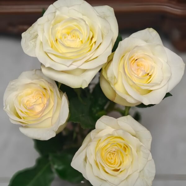 White Candlelight Rose