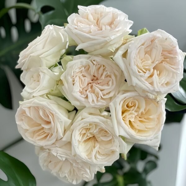 White O′Hara Rose