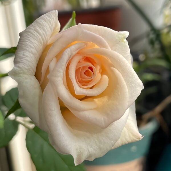 White O′Hara Rose