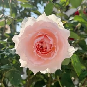 White O′Hara Rose