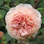 William Morris Rose